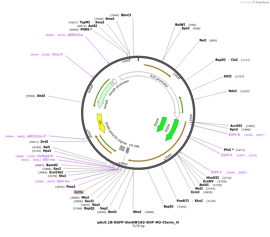 146481-plasmid-map-sequence-id-288926