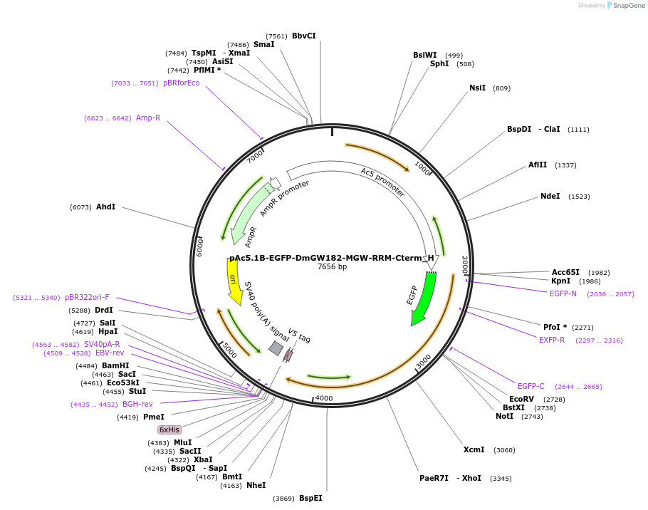 146485-plasmid-map-sequence-id-288930