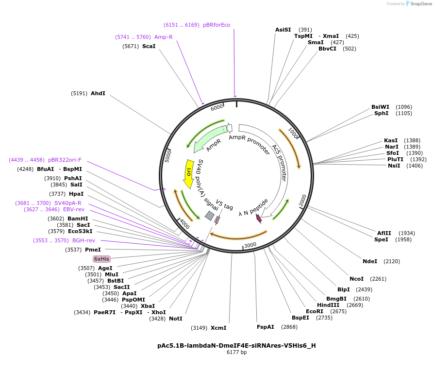 146487-plasmid-map-sequence-id-288932