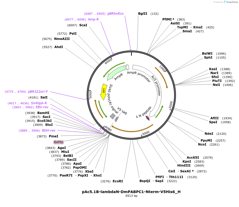 146489-plasmid-map-sequence-id-288934
