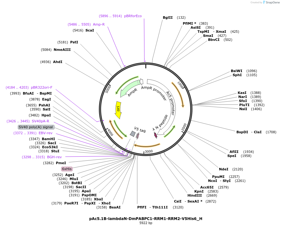 146490-plasmid-map-sequence-id-288935