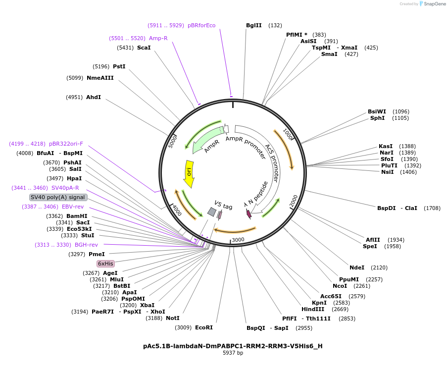 146491-plasmid-map-sequence-id-288936