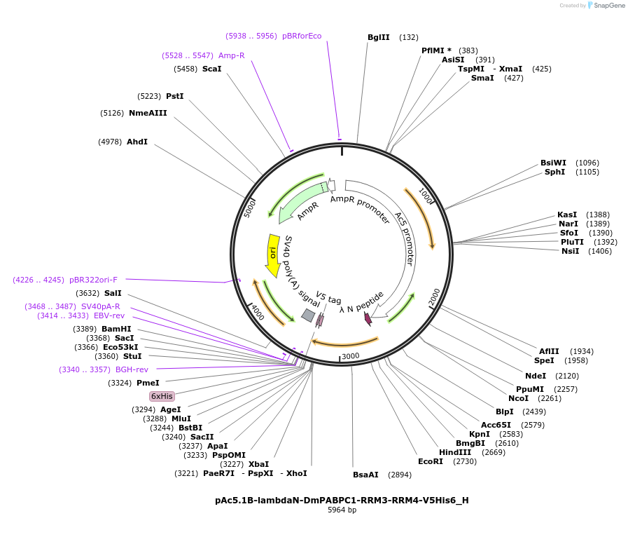 146492-plasmid-map-sequence-id-288937
