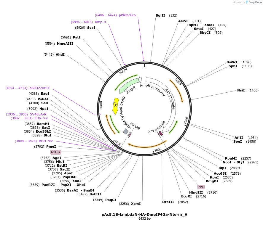 146493-plasmid-map-sequence-id-288938