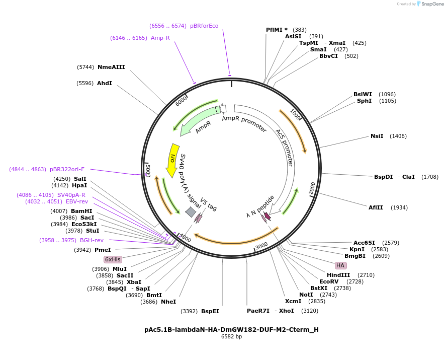 146494-plasmid-map-sequence-id-288939