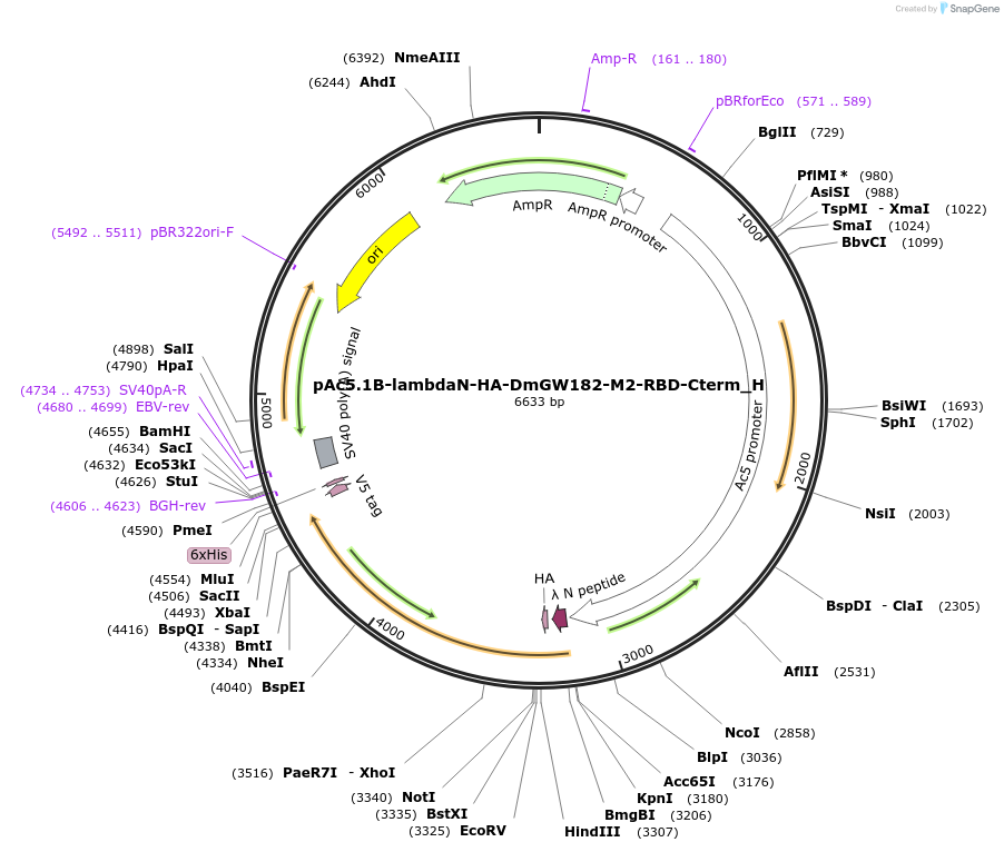 146496-plasmid-map-sequence-id-288941