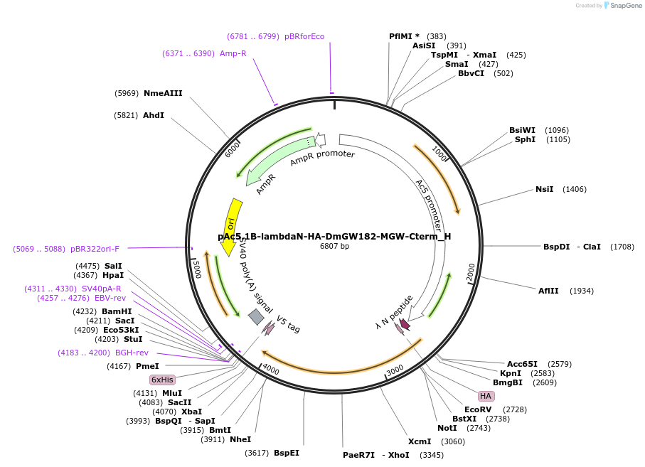 146497-plasmid-map-sequence-id-288942