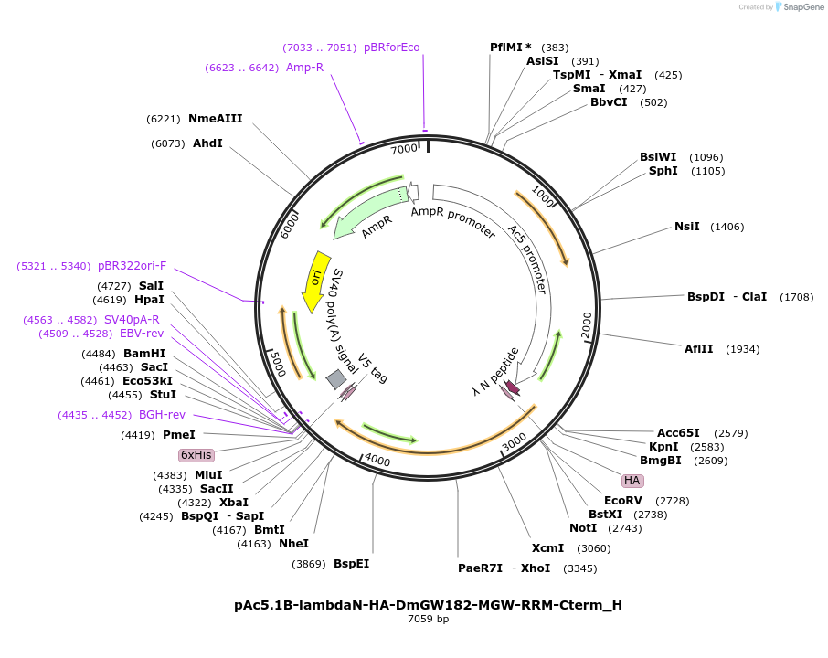 146498-plasmid-map-sequence-id-288943