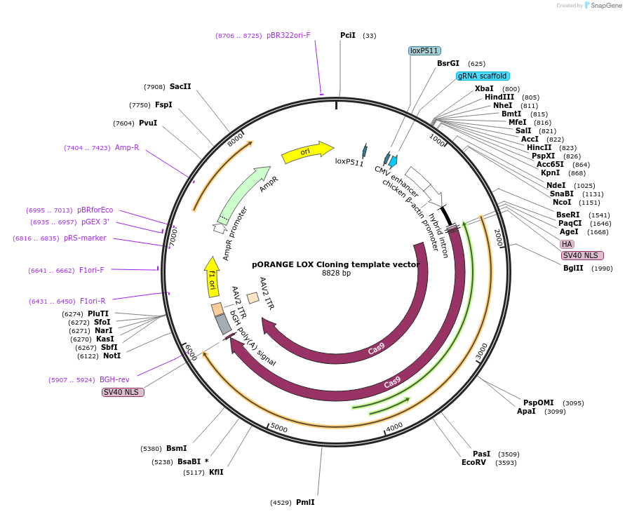 139651-plasmid-map-sequence-id-288945