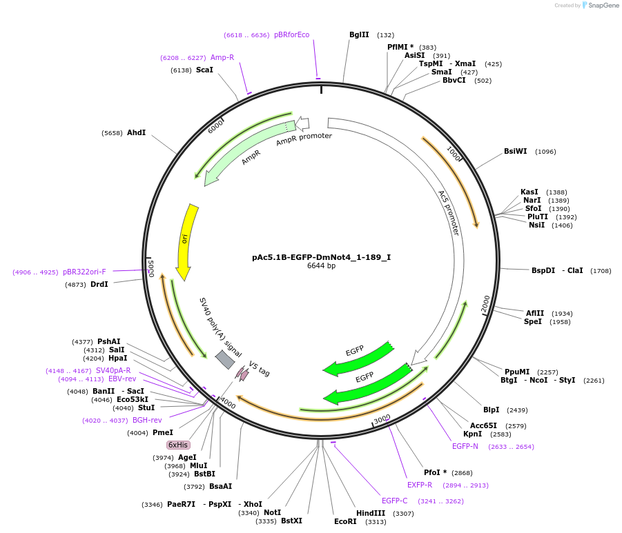 146526-plasmid-map-sequence-id-288972