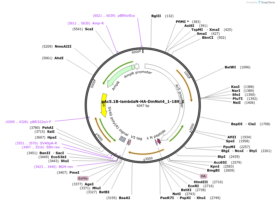 146529-plasmid-map-sequence-id-288975