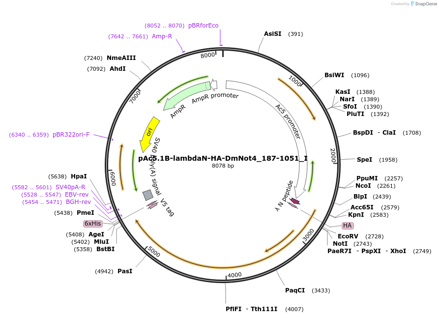 146530-plasmid-map-sequence-id-288976
