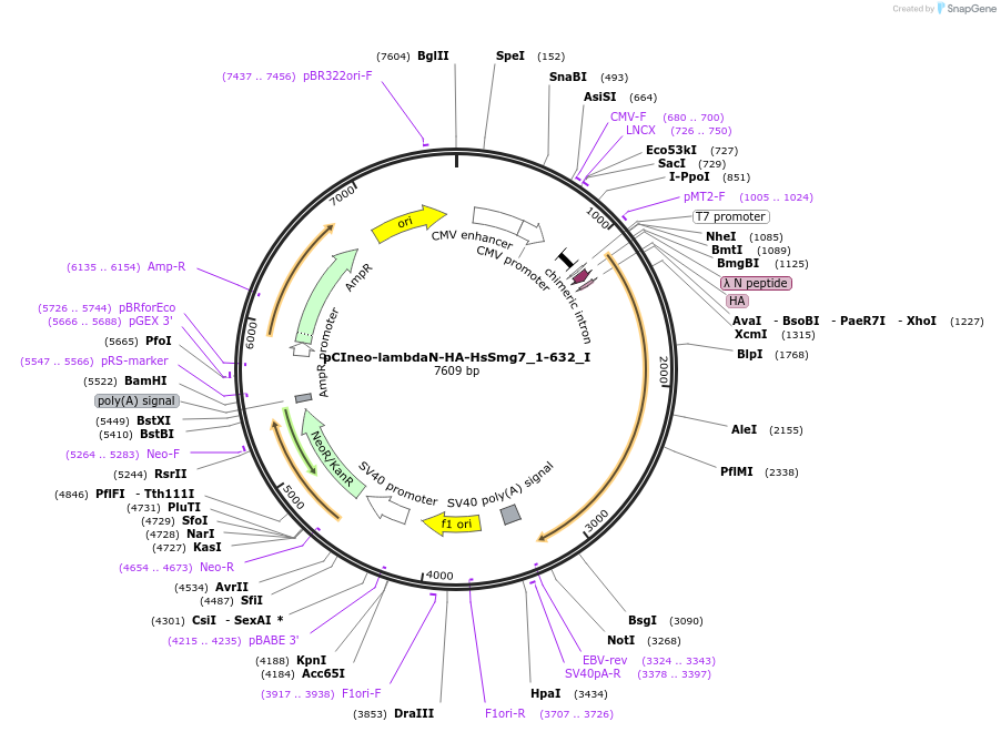 146532-plasmid-map-sequence-id-288978
