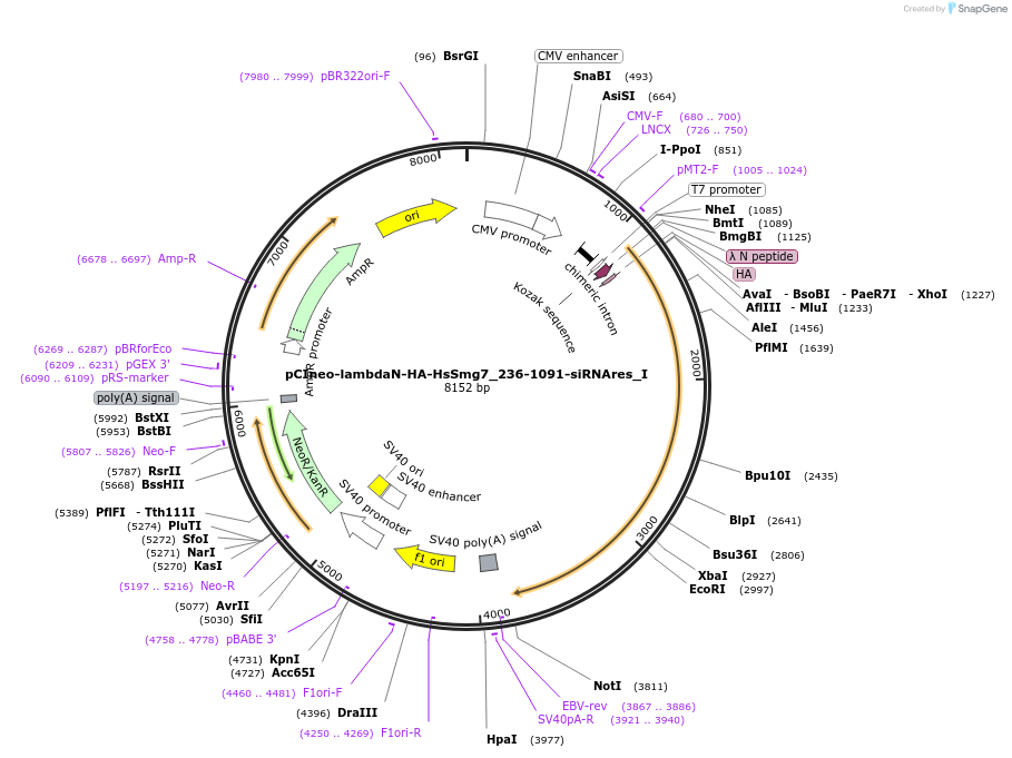 146533-plasmid-map-sequence-id-288979