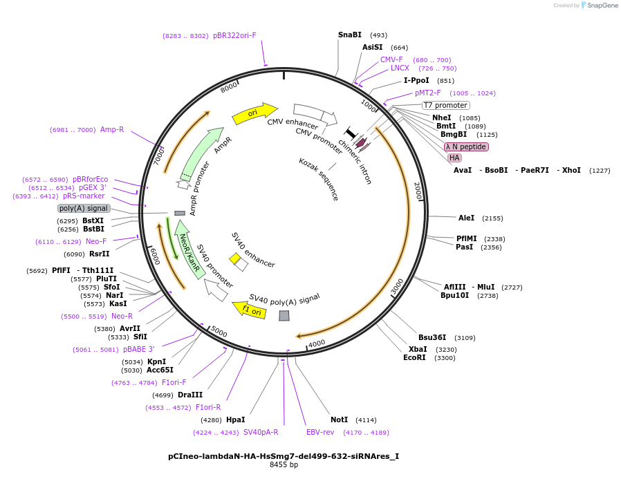 146535-plasmid-map-sequence-id-288981