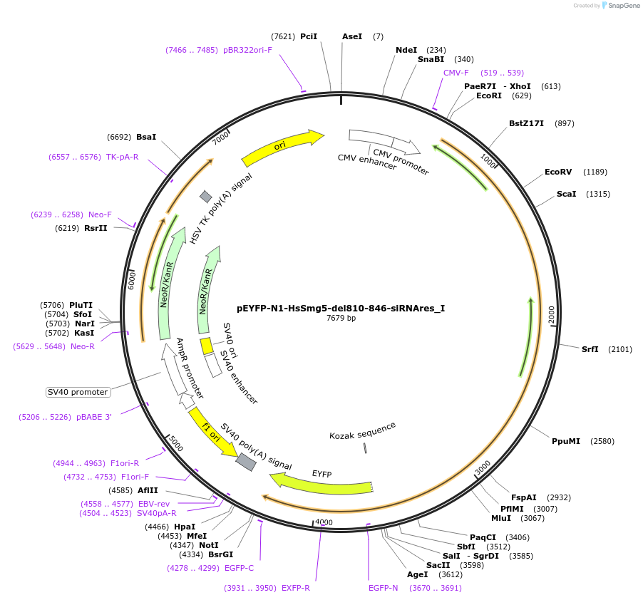 146539-plasmid-map-sequence-id-288985