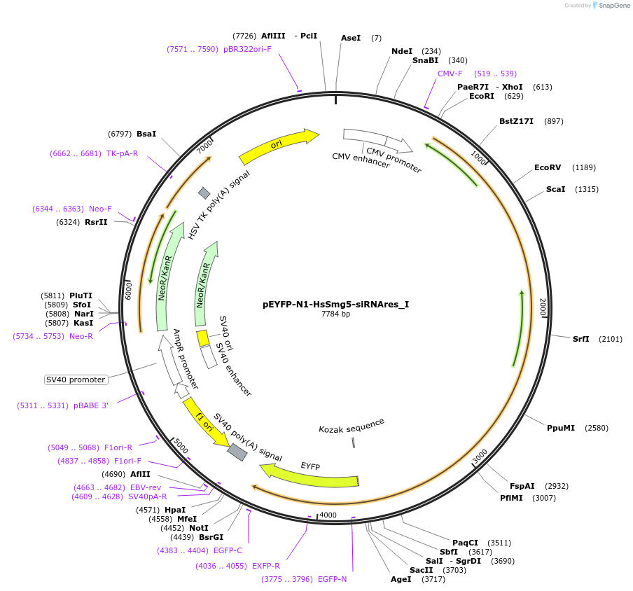 146541-plasmid-map-sequence-id-288987