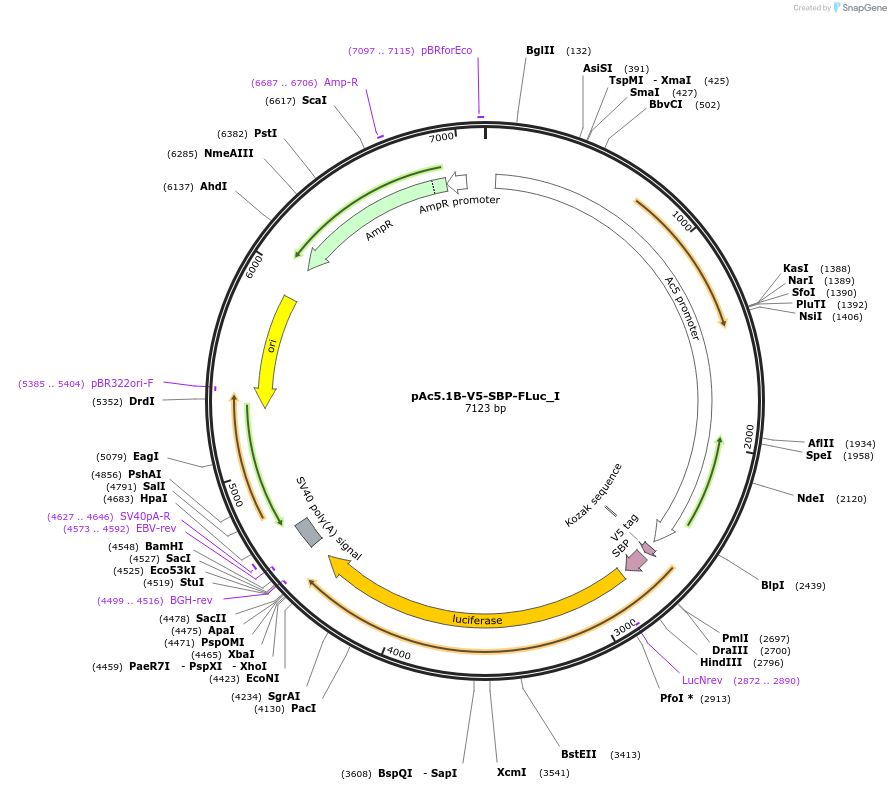 146550-plasmid-map-sequence-id-288996