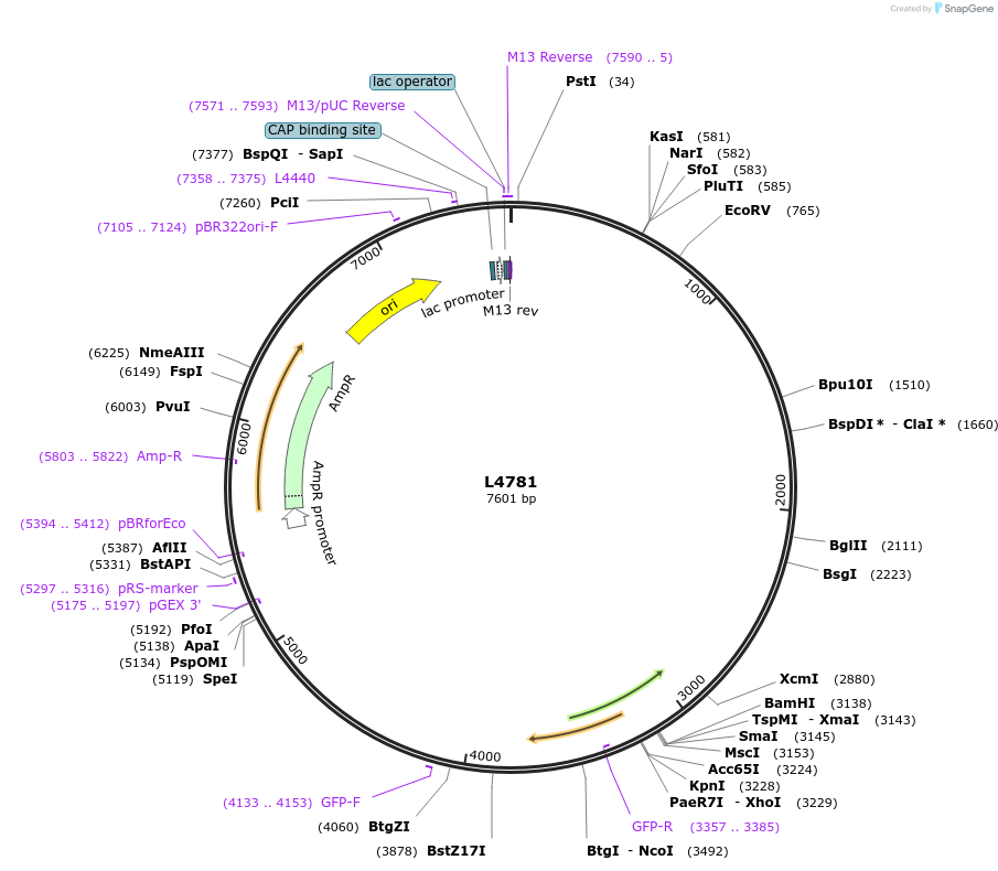 1679-plasmid-map-sequence-id-289