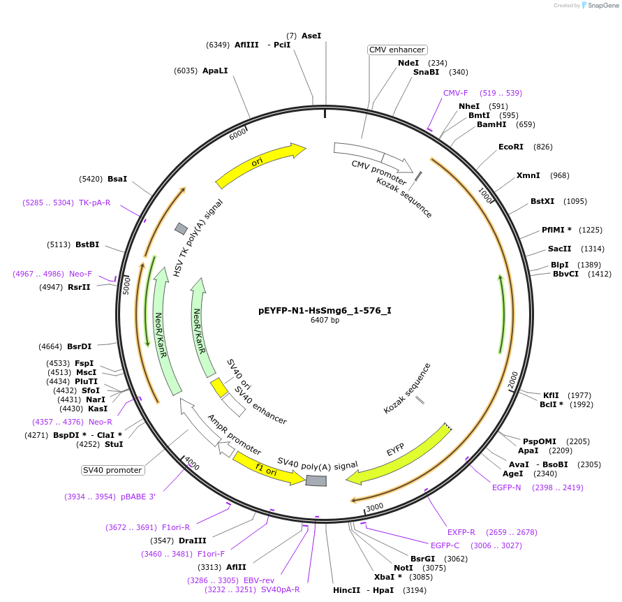 146557-plasmid-map-sequence-id-289003