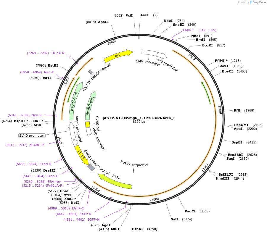 146558-plasmid-map-sequence-id-289004