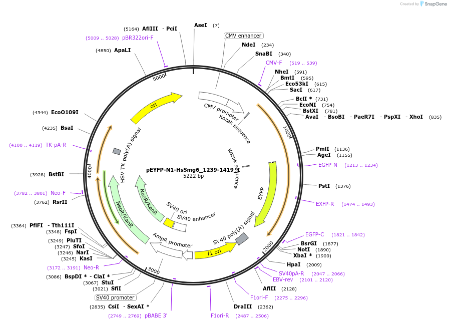 146561-plasmid-map-sequence-id-289007