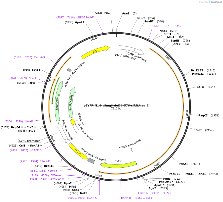 146562-plasmid-map-sequence-id-289008
