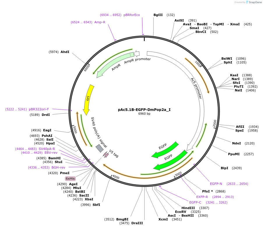 146575-plasmid-map-sequence-id-289021