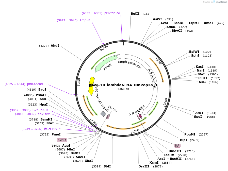 146576-plasmid-map-sequence-id-289022