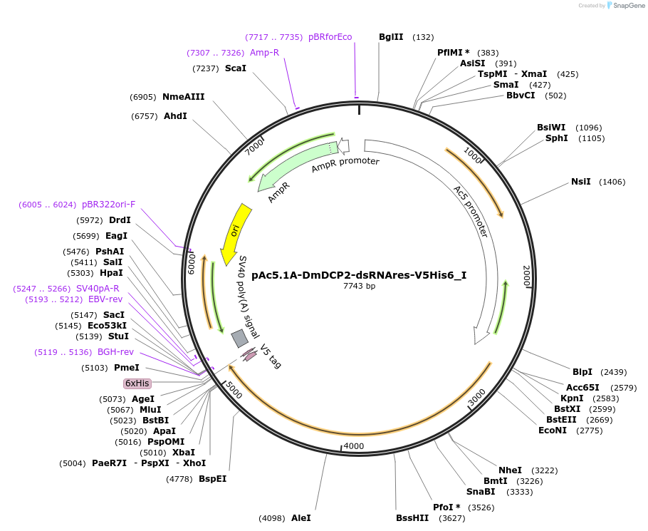 146584-plasmid-map-sequence-id-289030