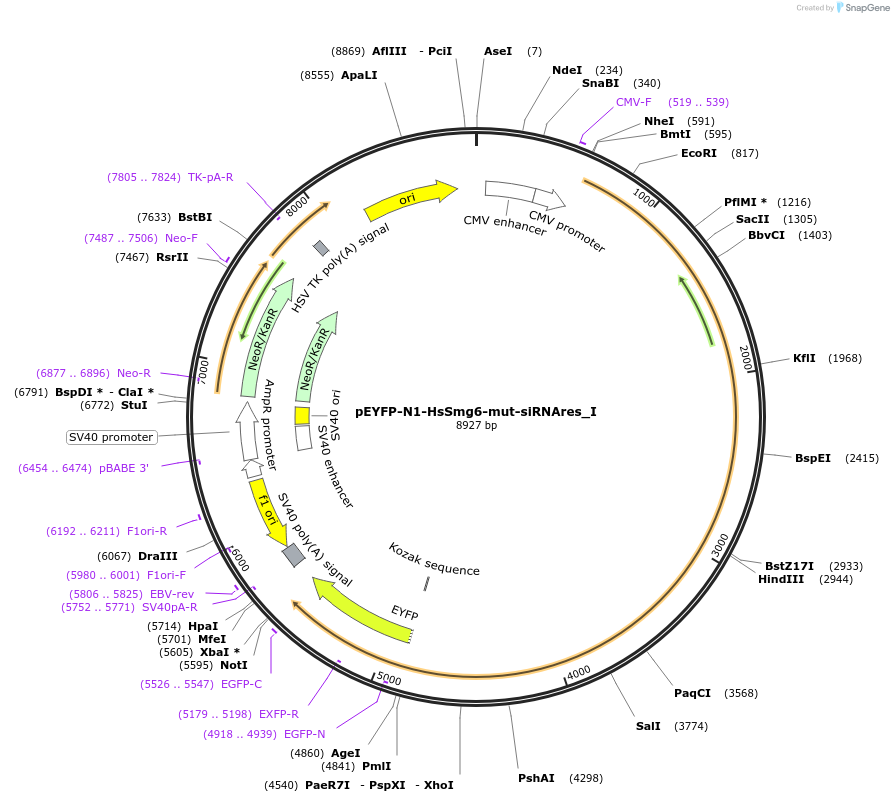 146588-plasmid-map-sequence-id-289034