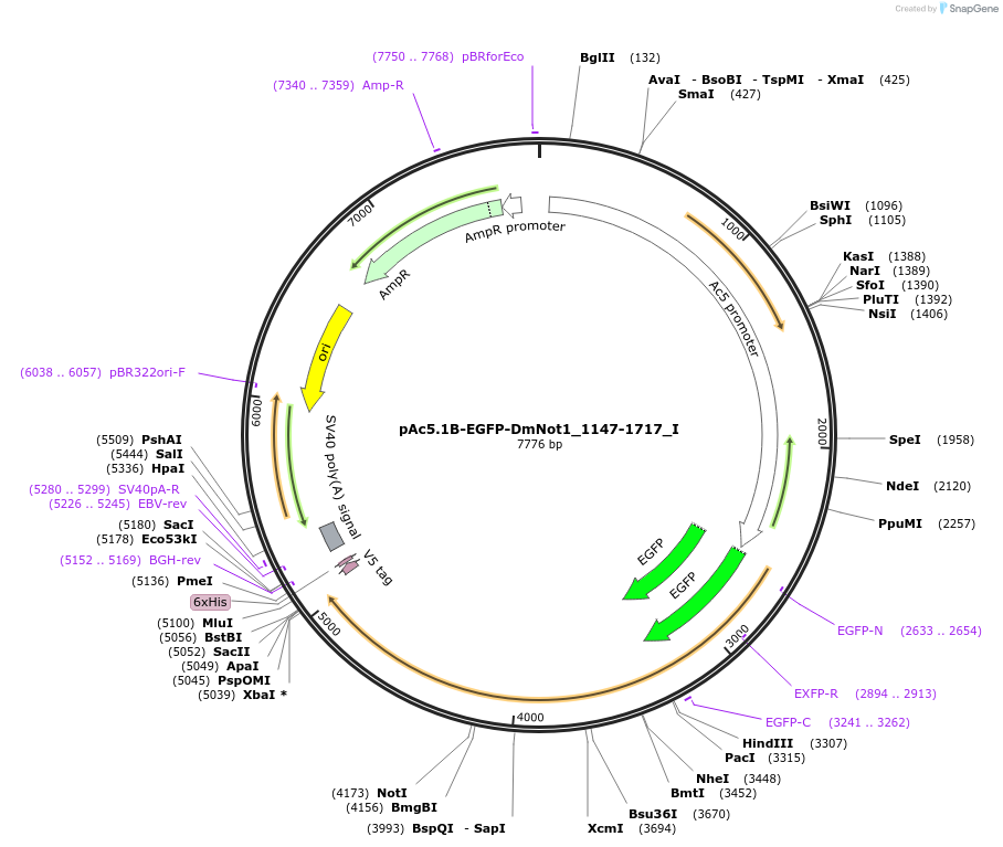 146605-plasmid-map-sequence-id-289051