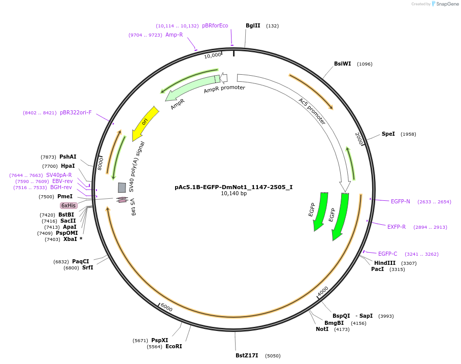 146606-plasmid-map-sequence-id-289052