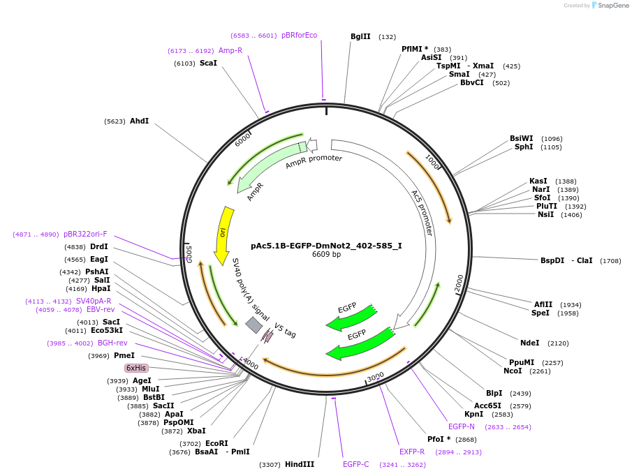 146608-plasmid-map-sequence-id-289054