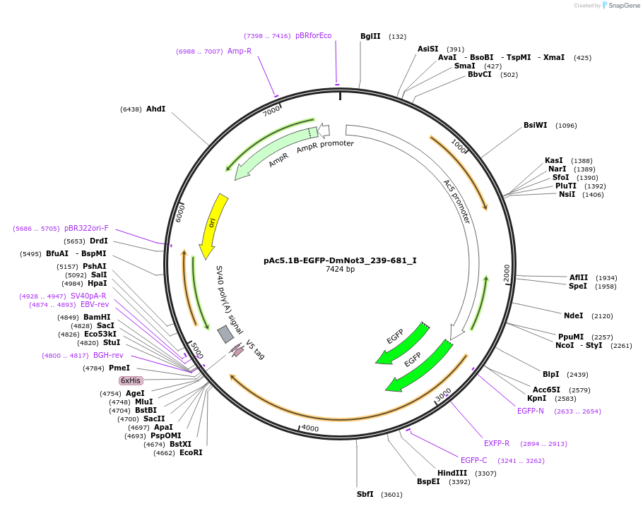 146610-plasmid-map-sequence-id-289056