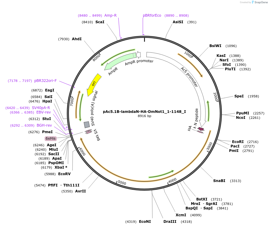 146613-plasmid-map-sequence-id-289059