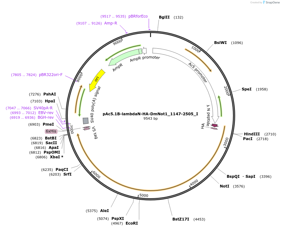 146615-plasmid-map-sequence-id-289061
