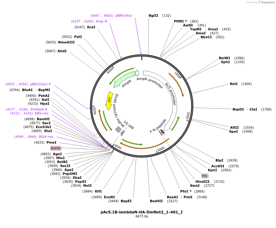 146616-plasmid-map-sequence-id-289062