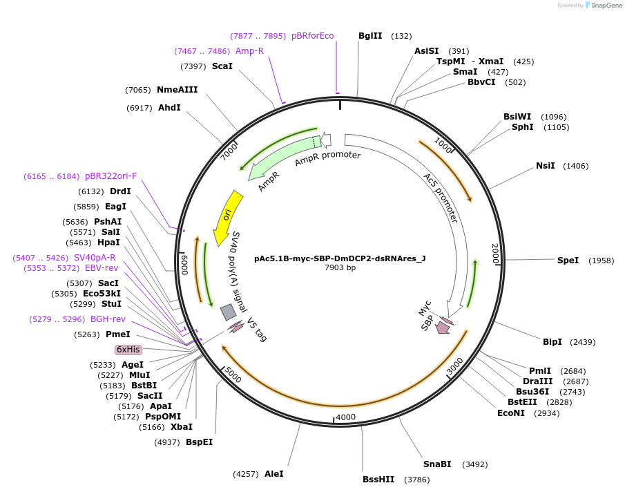 146629-plasmid-map-sequence-id-289075