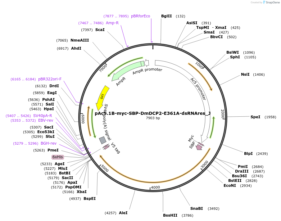 146630-plasmid-map-sequence-id-289076