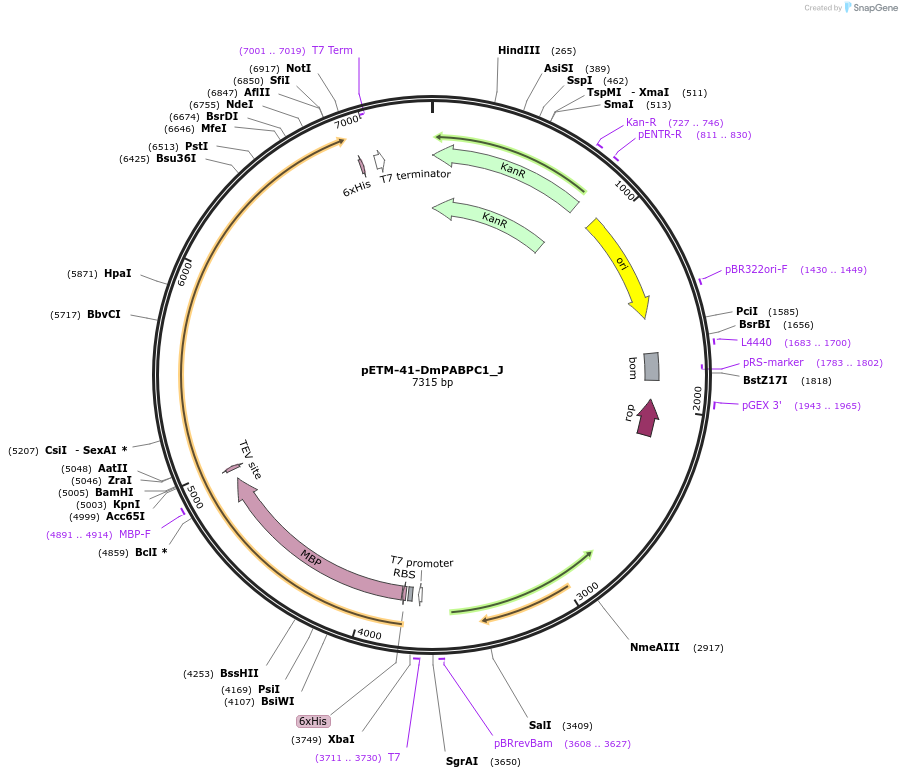 146643-plasmid-map-sequence-id-289089