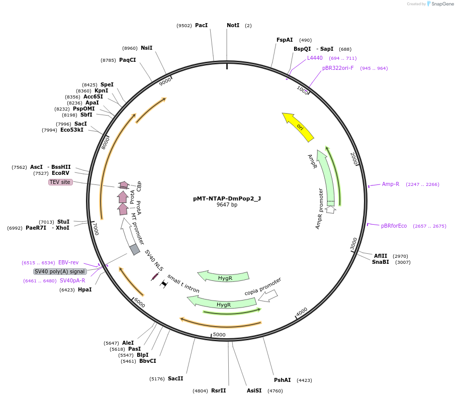 146652-plasmid-map-sequence-id-289098