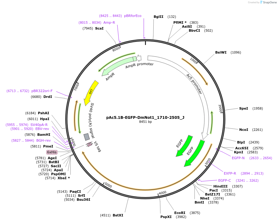 146701-plasmid-map-sequence-id-289147