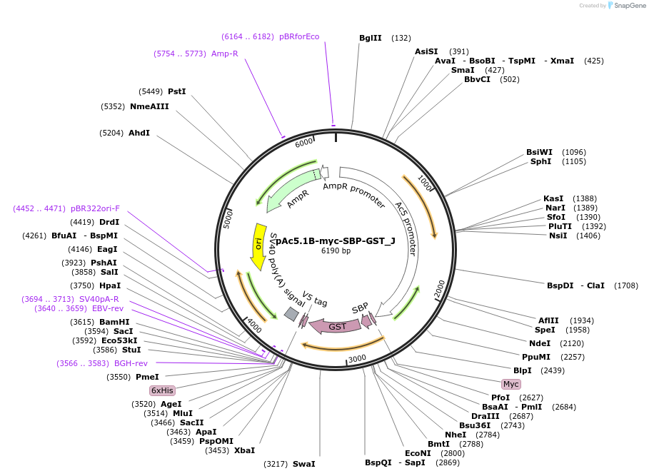 146712-plasmid-map-sequence-id-289158