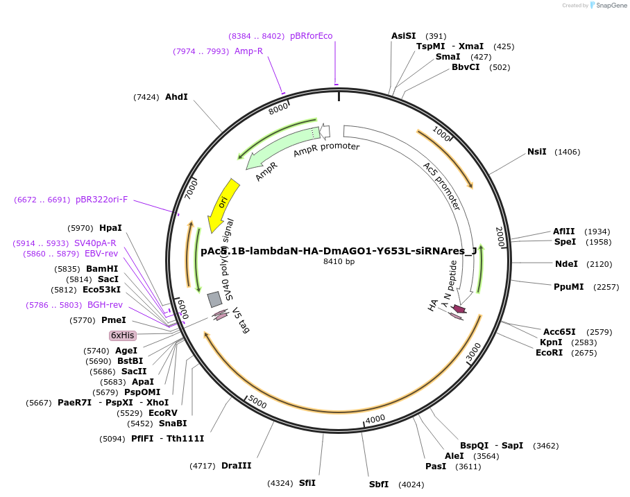 146716-plasmid-map-sequence-id-289162