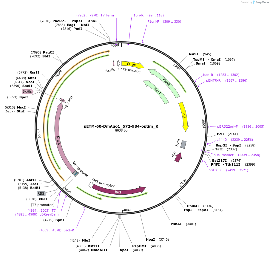 146728-plasmid-map-sequence-id-289174