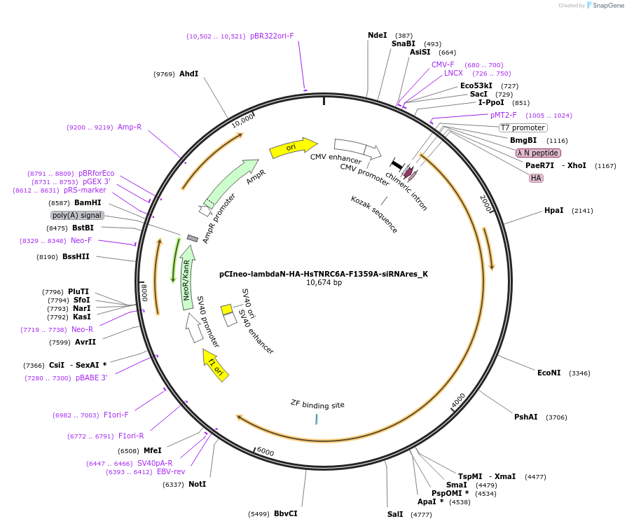 146744-plasmid-map-sequence-id-289190