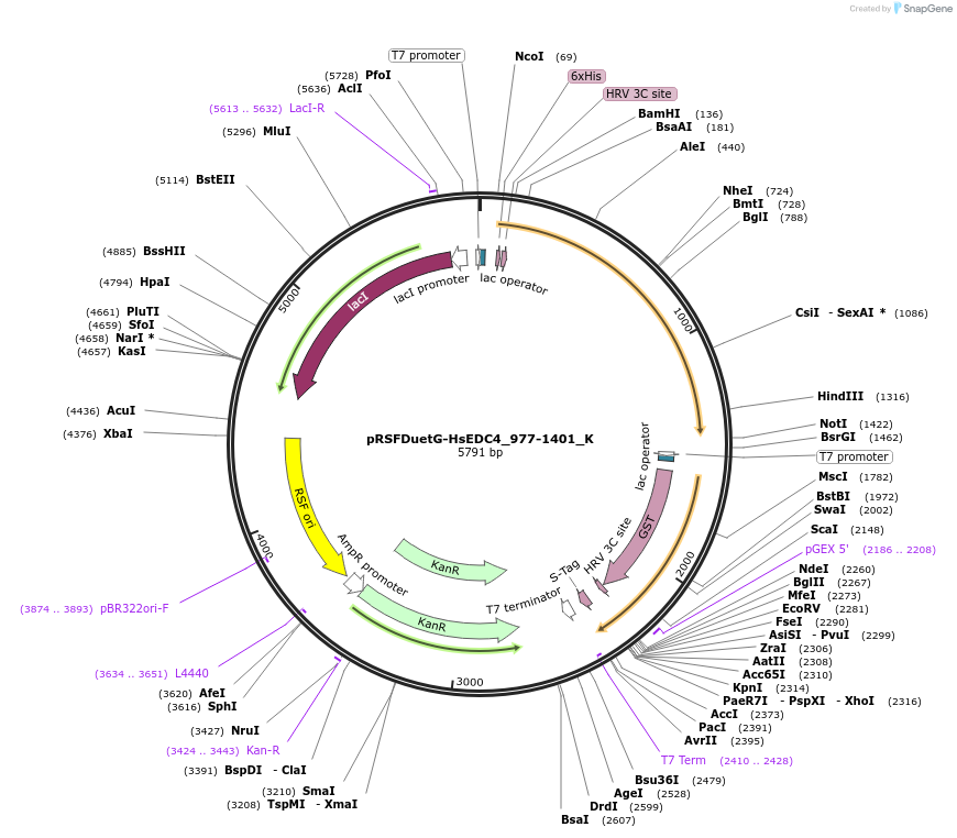 146783-plasmid-map-sequence-id-289229