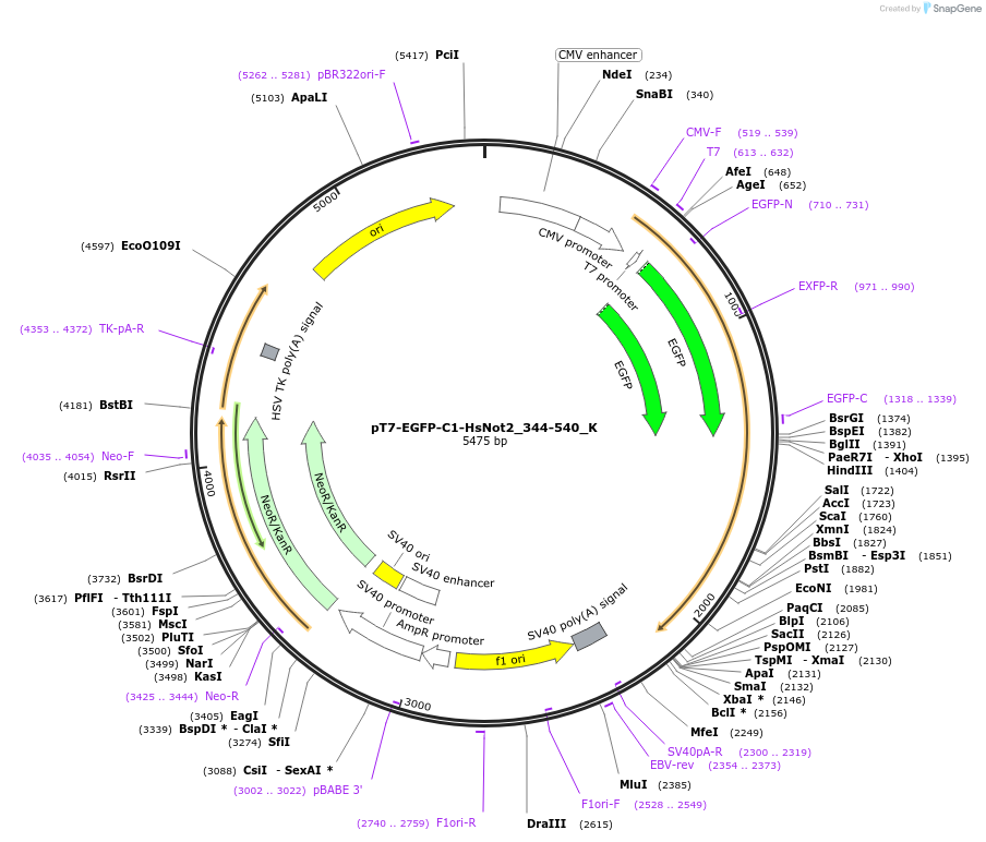 146800-plasmid-map-sequence-id-289246