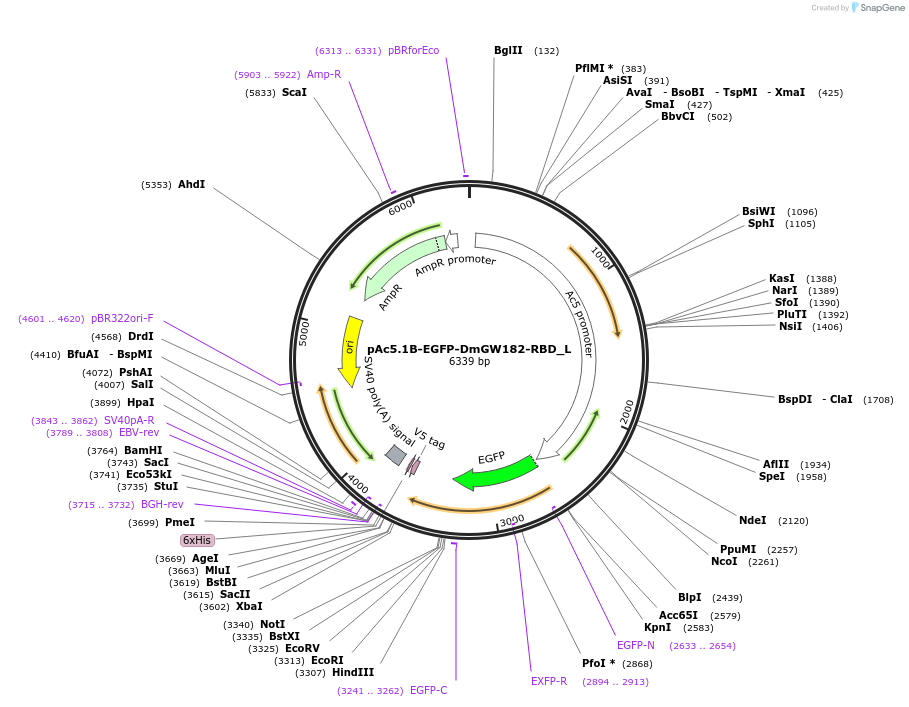 146839-plasmid-map-sequence-id-289286
